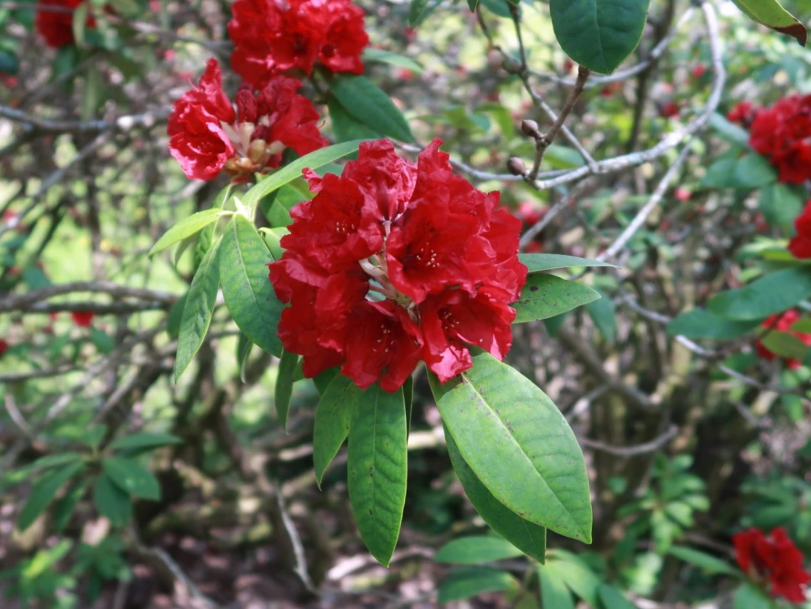 'G. A. Sims'